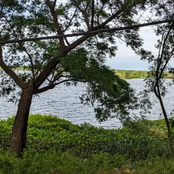 Harike Wetland (near Ambala) - Ambala