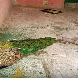 Karnala Bird Sanctuary - Ambernath