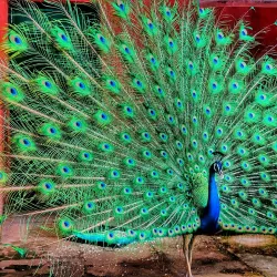 Karnala Bird Sanctuary - Ambernath