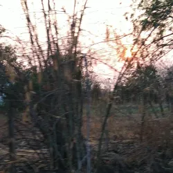 Dhamma Chakra Vipassana Centre - Amravati