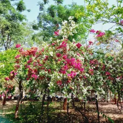 Dhamma Chakra Vipassana Centre - Amravati