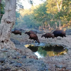 Melghat Tiger Reserve - Amravati