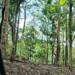 Pench National Park - Amravati