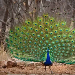 Pench National Park - Amravati