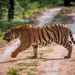 Pench National Park - Amravati
