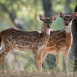 Pench National Park - Amravati