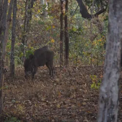 Pench National Park - Amravati
