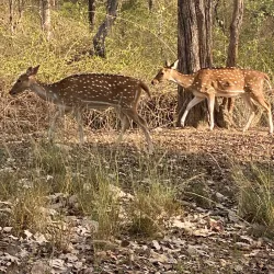 Pench National Park - Amravati