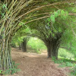 Sasthamcotta Lake - Amritapuri