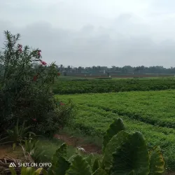 Anand Agricultural University - Anand