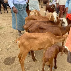 Anantapuramu Market - Anantapur