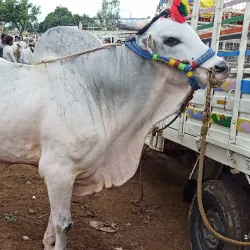 Anantapuramu Market - Anantapur