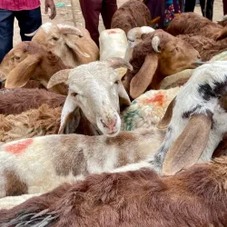 Anantapuramu Market - Anantapur