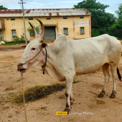 Anantapuramu Market - Anantapur