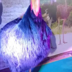 Anantapuramu Market - Anantapur