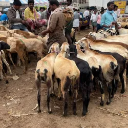 Anantapuramu Market - Anantapur