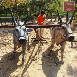 Anantapuramu Market - Anantapur