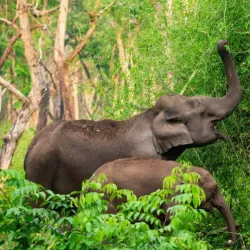 Chandaka Elephant Sanctuary - Angul