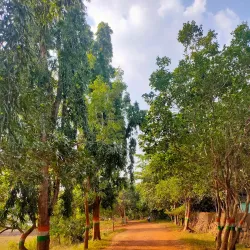 Chandaka Elephant Sanctuary - Angul