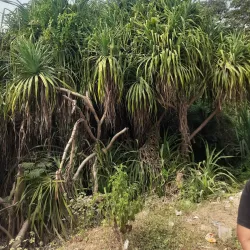 Deulajhari Hot Springs - Angul