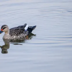 Salim Ali Lake and Bird Sanctuary - Aurangabad