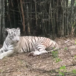 Bannerghatta National Park - Bangalore