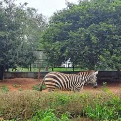 Bannerghatta National Park - Bangalore