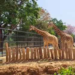 Bannerghatta National Park - Bangalore