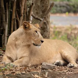 Bannerghatta National Park - Bangalore