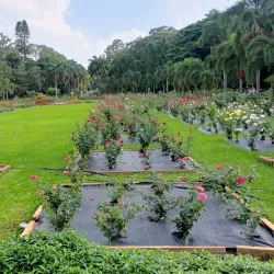 Cubbon Park - Bangalore