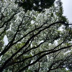Cubbon Park - Bangalore