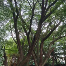 Cubbon Park - Bangalore