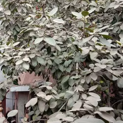 Shiv Mandir Baraut - Baraut