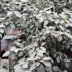 Shiv Mandir Baraut - Baraut