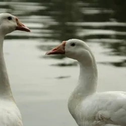 Nehru Park Bhilai - Bhilai