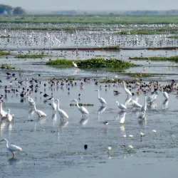 Kolleru Lake (nearby) - Bhimavaram