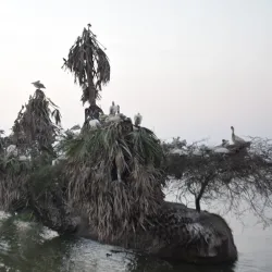Kolleru Lake (nearby) - Bhimavaram