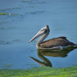 Kolleru Lake (nearby) - Bhimavaram