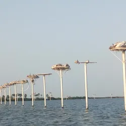 Kolleru Lake (nearby) - Bhimavaram
