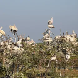 Kolleru Lake (nearby) - Bhimavaram