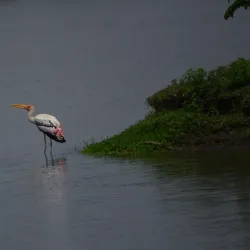 Kolleru Lake (nearby) - Bhimavaram