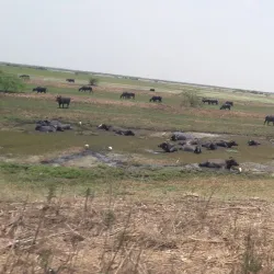 Kolleru Lake (nearby) - Bhimavaram
