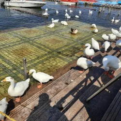 Upper Lake (Bhojtal) - Bhopal