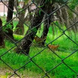 Van Vihar National Park - Bhopal