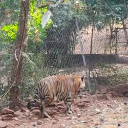 Van Vihar National Park - Bhopal