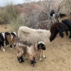 Desert National Park - Bikaner