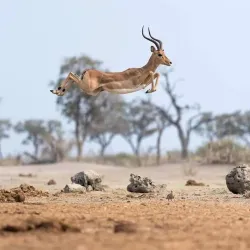 Desert National Park - Bikaner