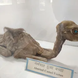 National Research Centre on Camel - Bikaner