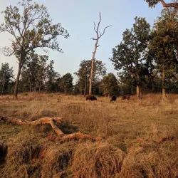 Achanakmar Wildlife Sanctuary - Bilaspur