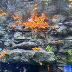 Gujarat Science City (nearby) - Bilimora